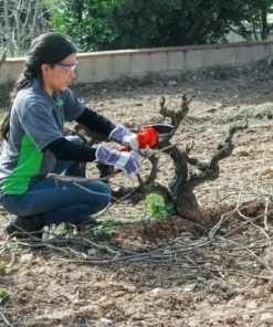 Mini Tronçonneuse Sans Fil Rechargeable, Lame 4", Longueur De Coupe 10cm, élagage Des Branches, 1kg, 1 Batterie + 1 Chargeur Inclus - Greencut GSM210L -Tronçonneuse et accessoire Soldes 2022 29809556 3